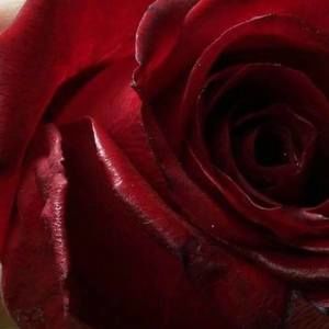 Meet your Posher, Cynthia